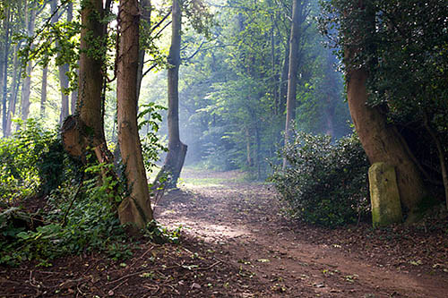 Path through Woods by the Wharfe Boston Spa West Yorkshire Engla